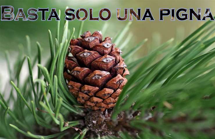 far nascere pino da pigna