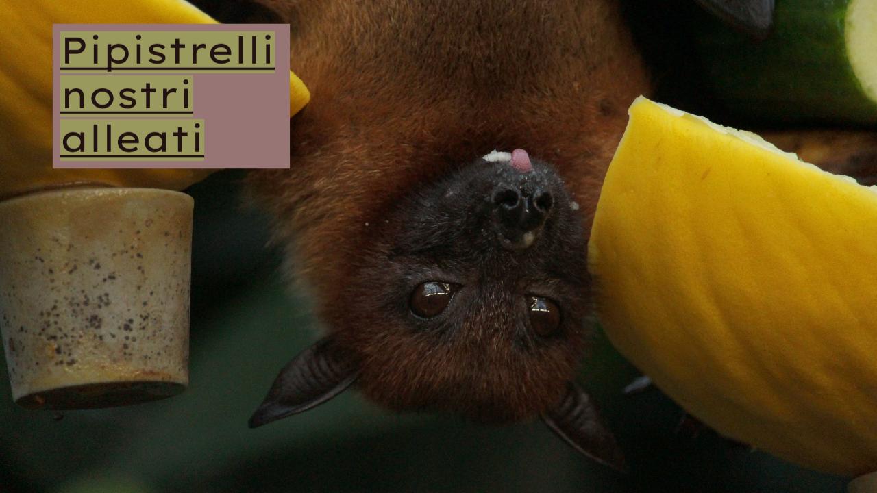 pipistrello mangia zanzare
