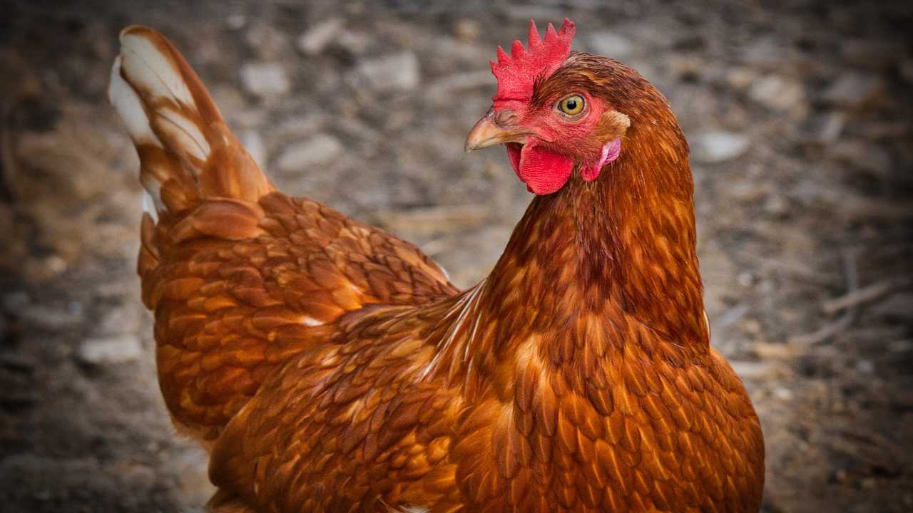 Pollo e T-Rex comune