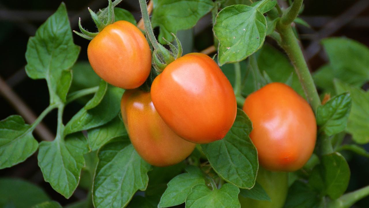 macerato pomodoro insetticida