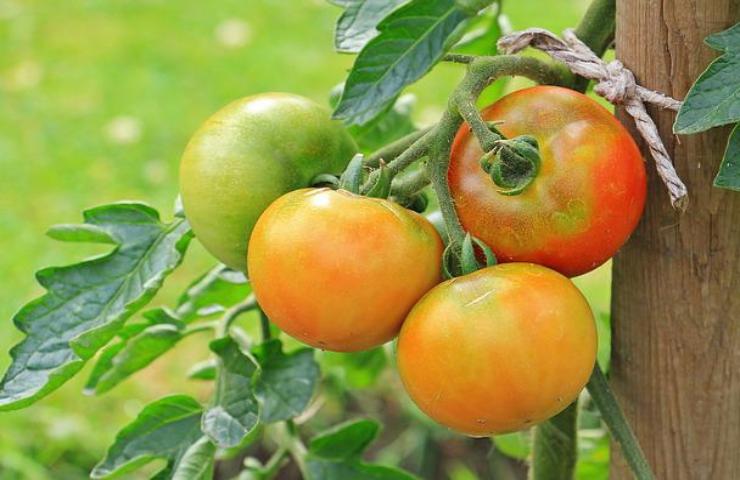 pomodori migliori coltivare lista