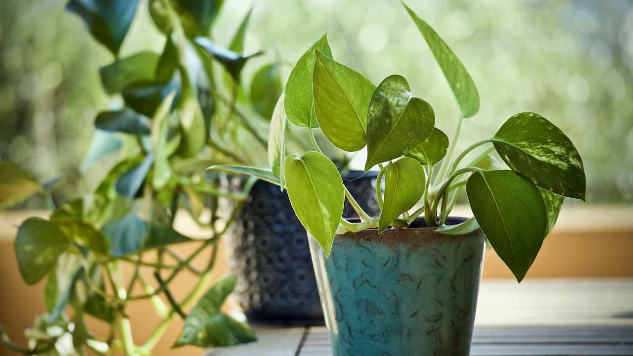 Pothos sempre verde
