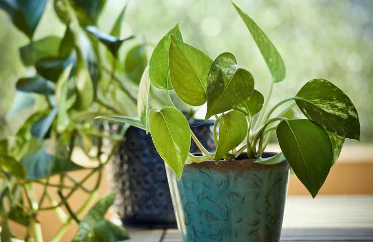 Pothos perfetto sano