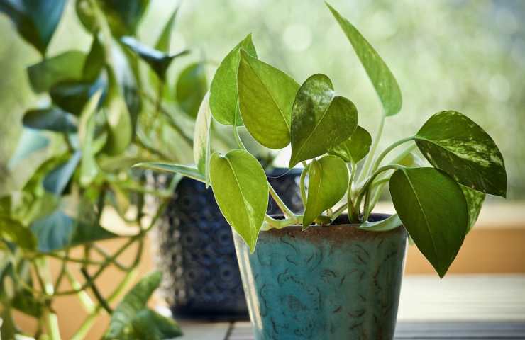 Pothos perfetto sano 