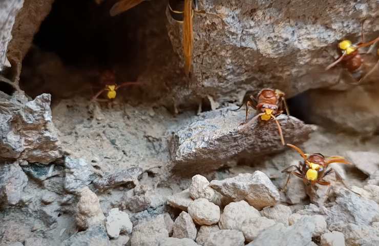 segnalazioni vespa orientalis