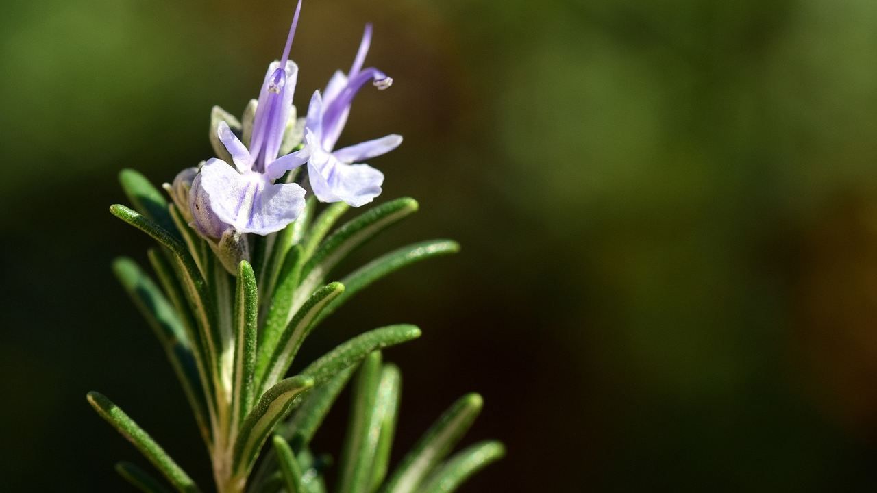 Annusare rosmarino motivo