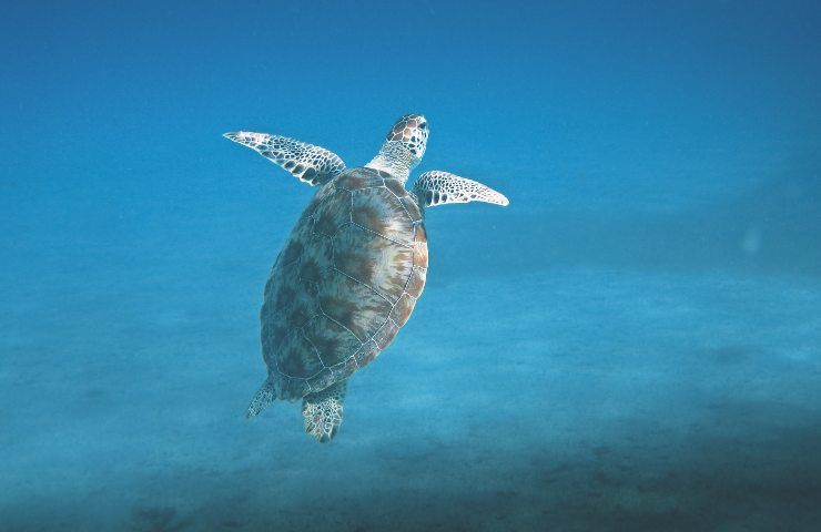 tartarughe marine pericolo