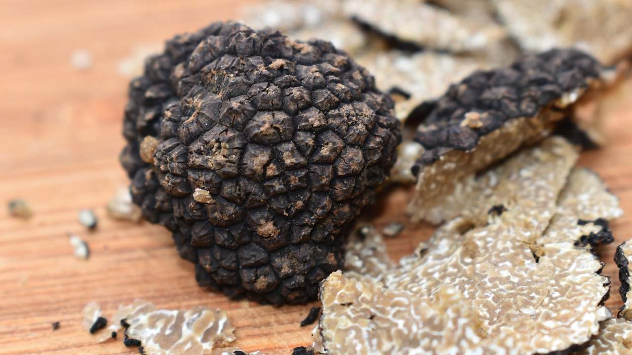 tartufo fungo trucchi cercarlo