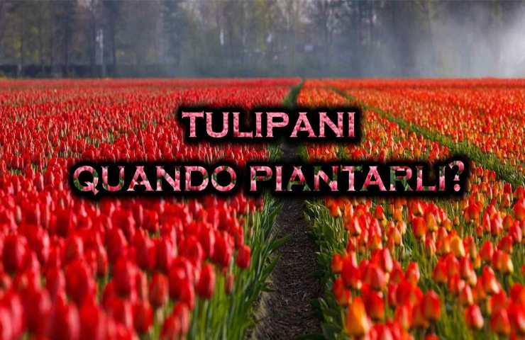tulipani periodo coltivazione