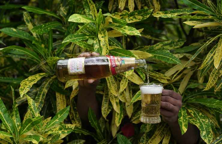 riciclo birra cura giardino orto