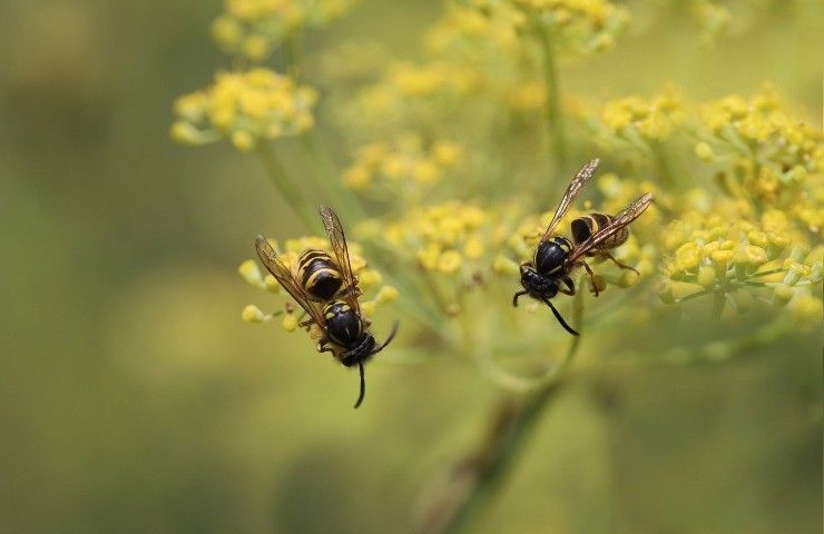 rimedio naturale vespe