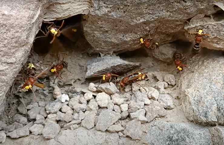 nascondiglio vespe orientalis
