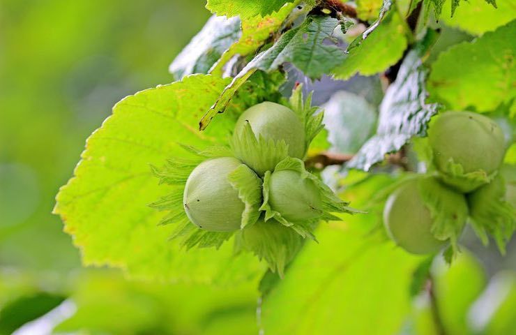 albero nocciole comune semina