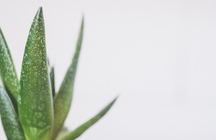 aloe vera pianta grassa