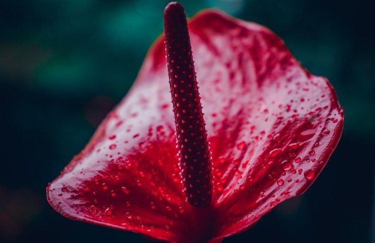 Anthurium fiore rosso