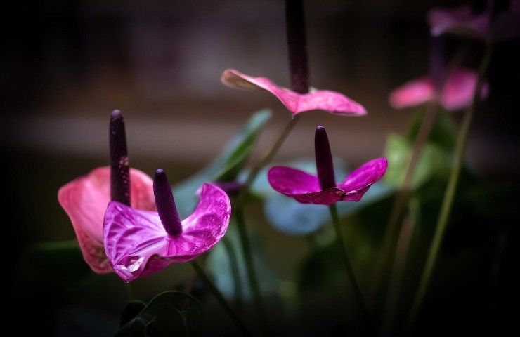 Anthurium fiore viola 
