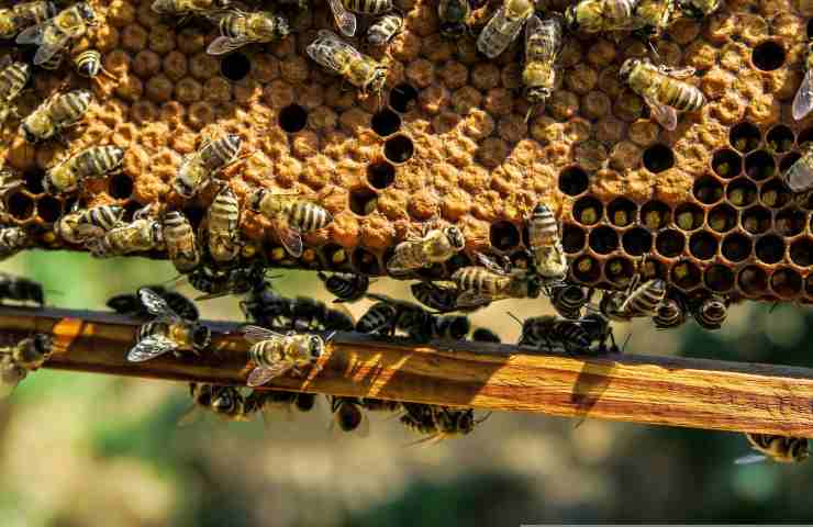 api rischio estinzione 