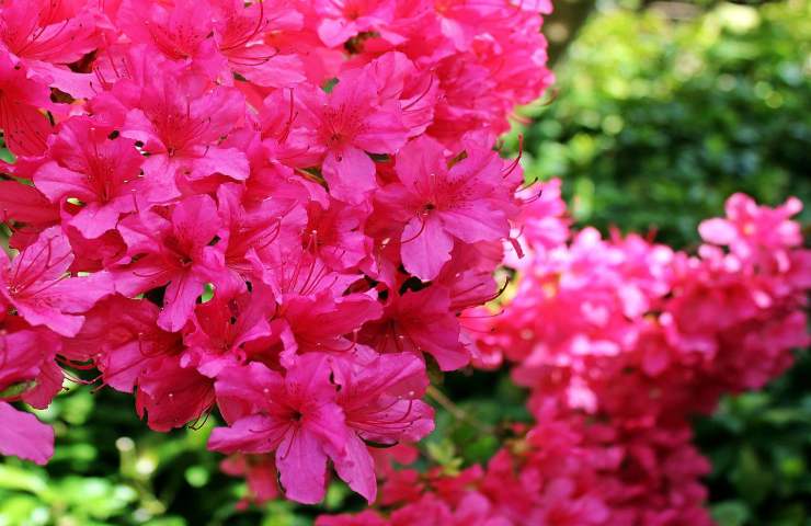 Concimare con il caffè azalea