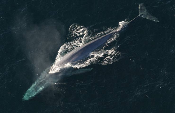 Balena mar ligure