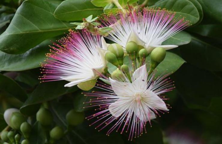 barringtonia asiatica coltivarla