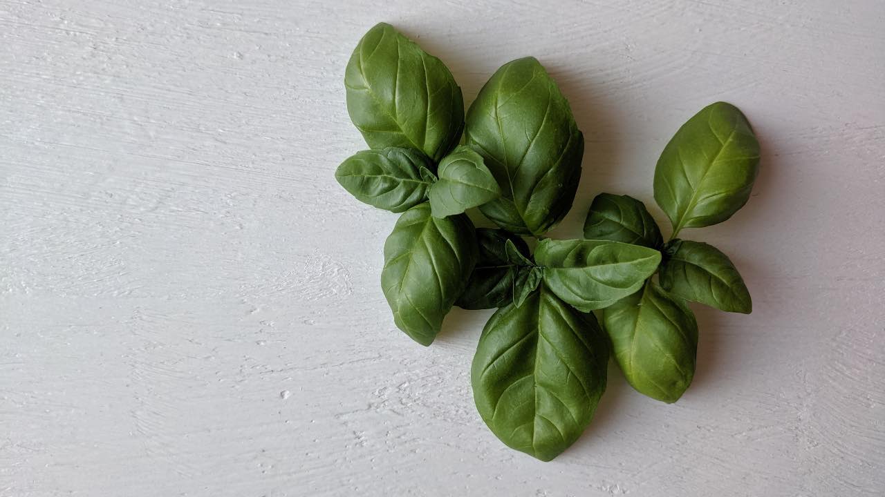 basilico verde coltivazione