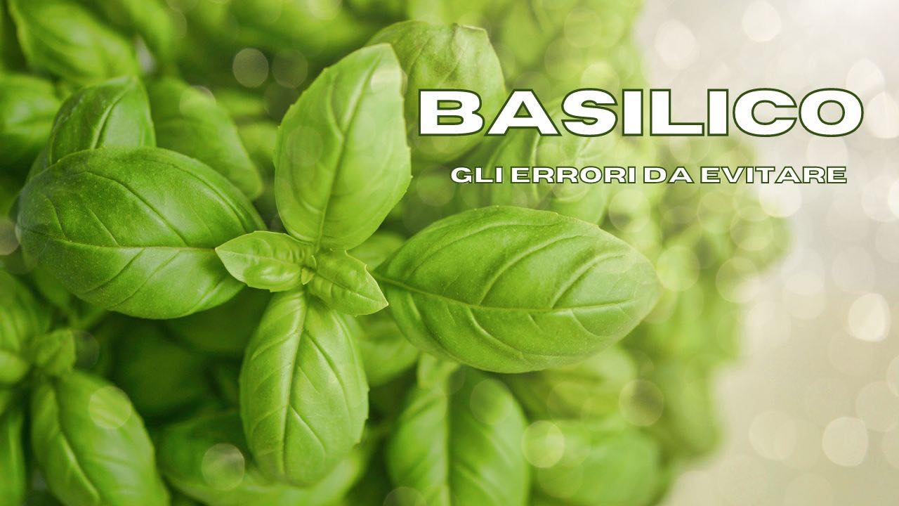 basilico cura