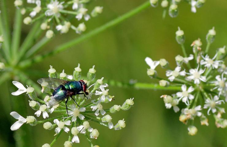 Insetti piante fiori