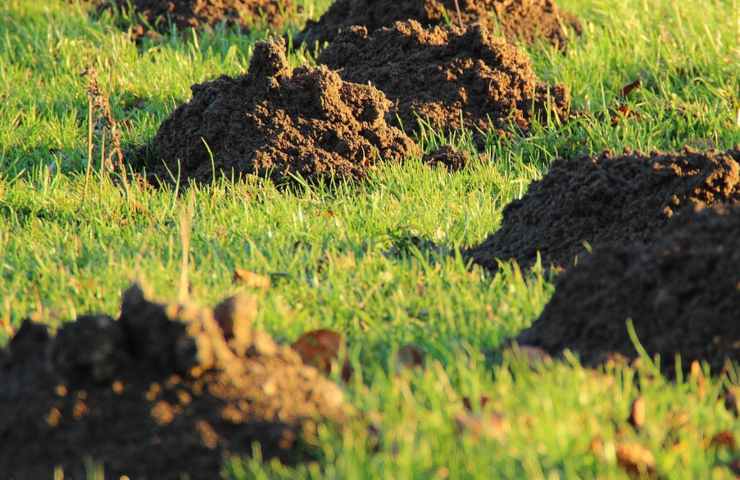 talpe allontanarle facilmente giardino