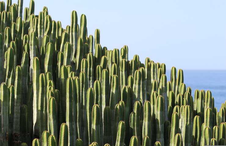 Cactus coltivazione costa 
