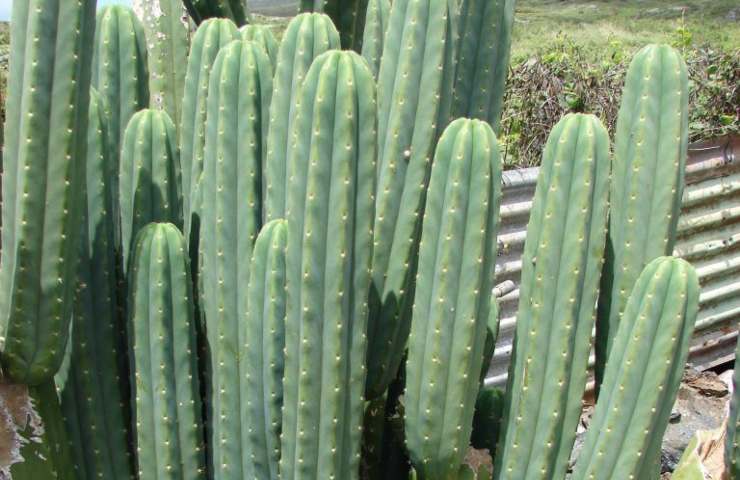 Cactus mescalina 