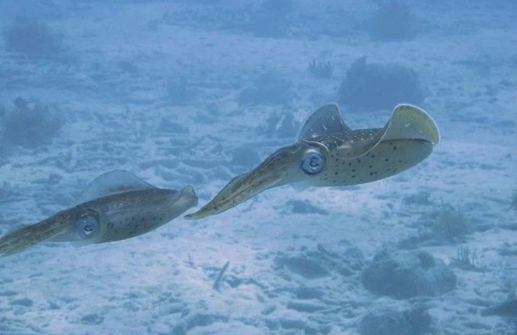 calamaro comune scoperta