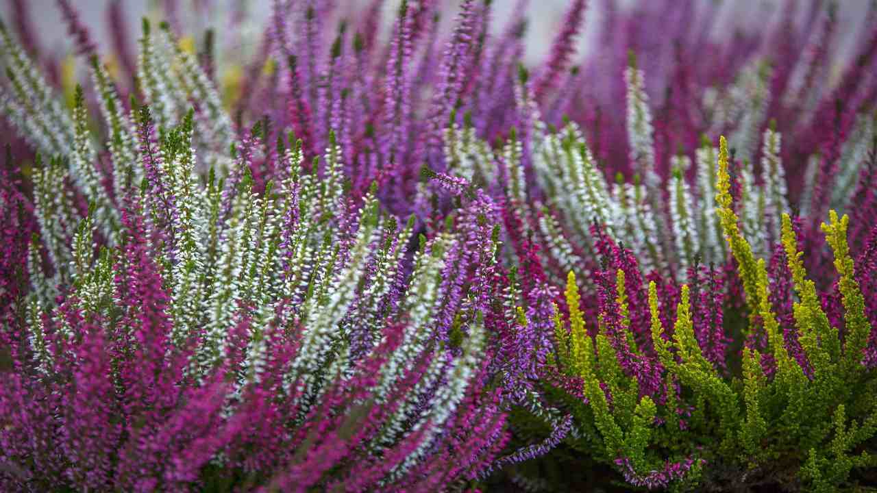 Calluna pianta fiorita