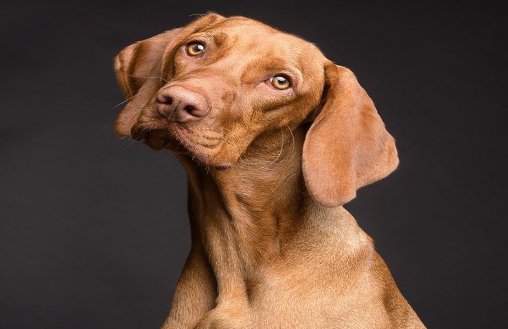 cane amico dell'uomo problematiche comuni