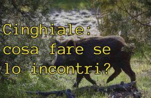 Urine Per 'assuefazione Al Selvatico - Addestramento Cani - Andare A - Foto 13