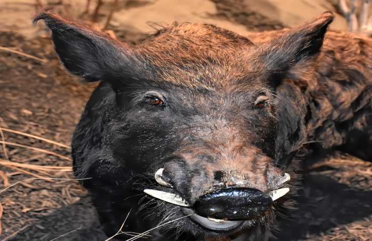 animali selvatici incontro accorgimenti