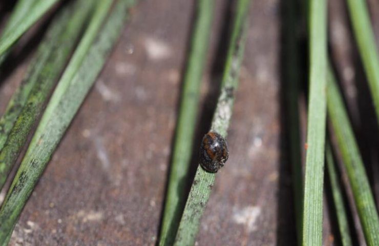 cocciniglia tartaruga pini roma