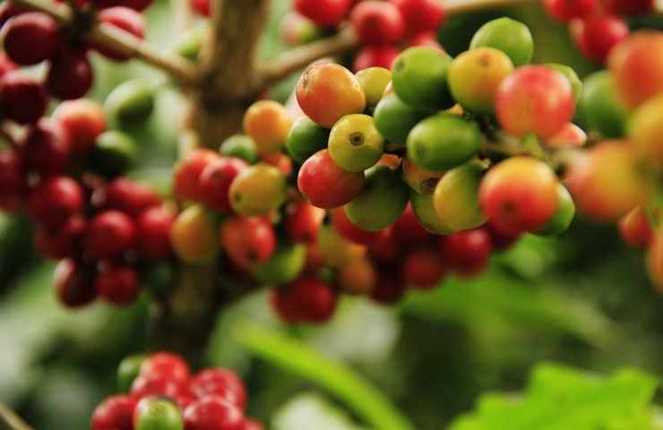 caffè pianta frutti
