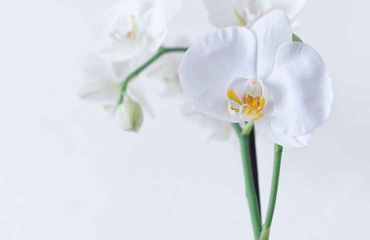 orchidea inverno consigli