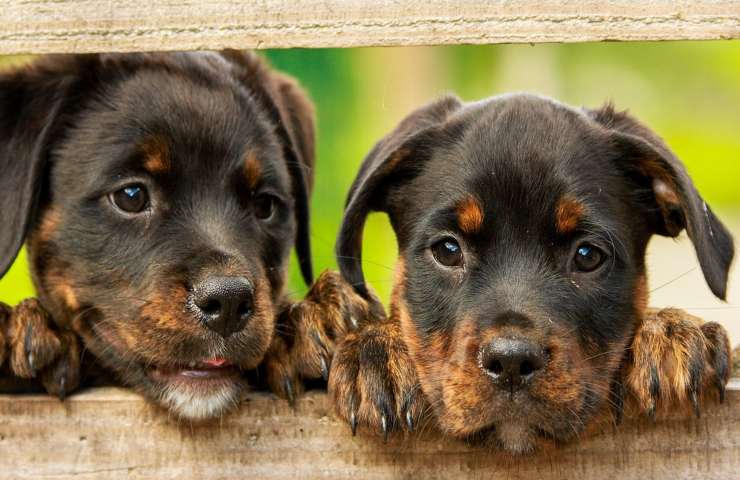 cane problematiche più comuni