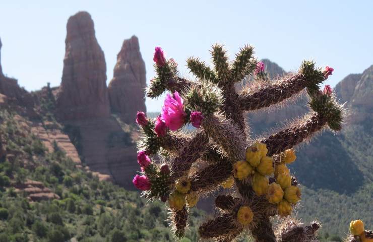 Cactus deserto fiori 