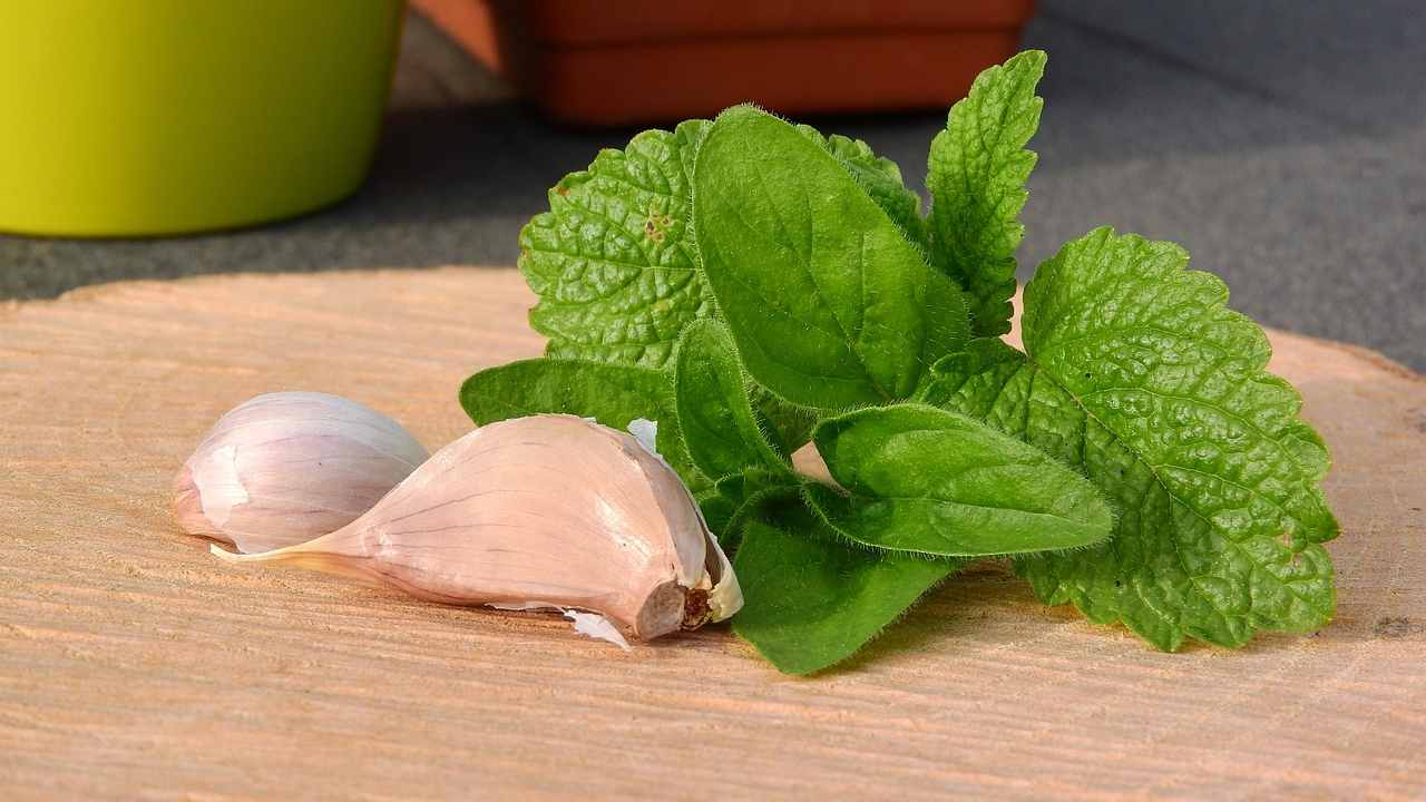 nove piante essenziali