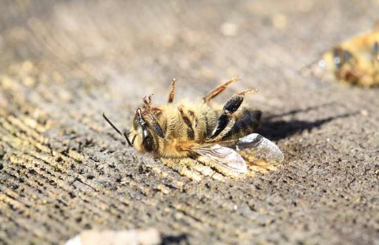 pesticidi dannosi per api 
