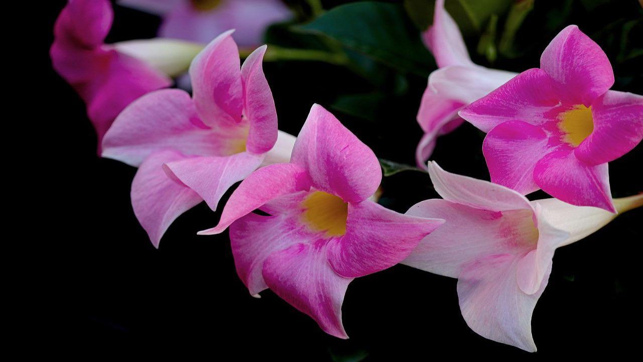 dipladenia fiori rosa