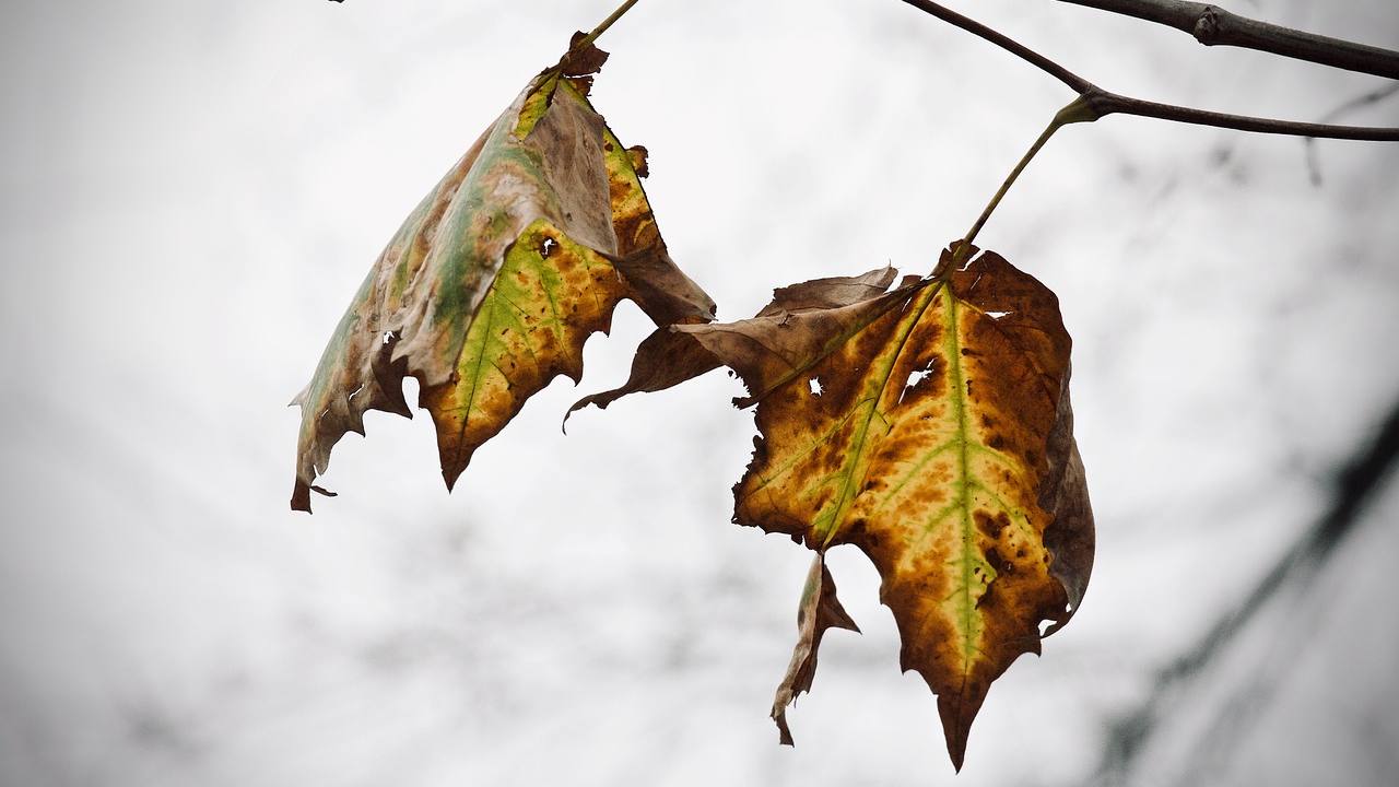 Foglie secche motivi
