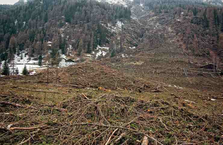 Deforestazione parlamento danni
