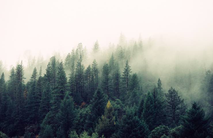 conifere foresta caratteristiche