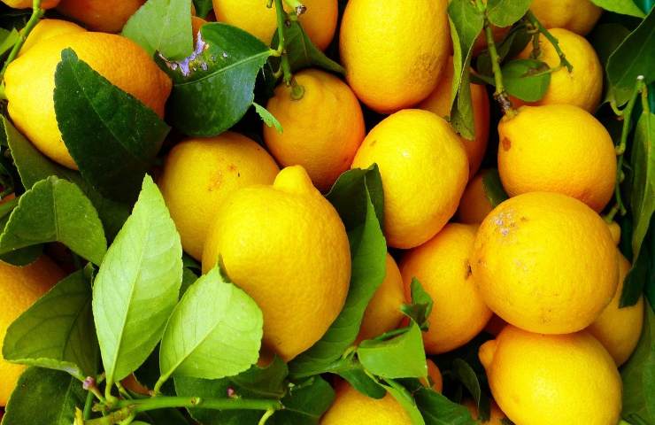 Limoni succosi agrumi