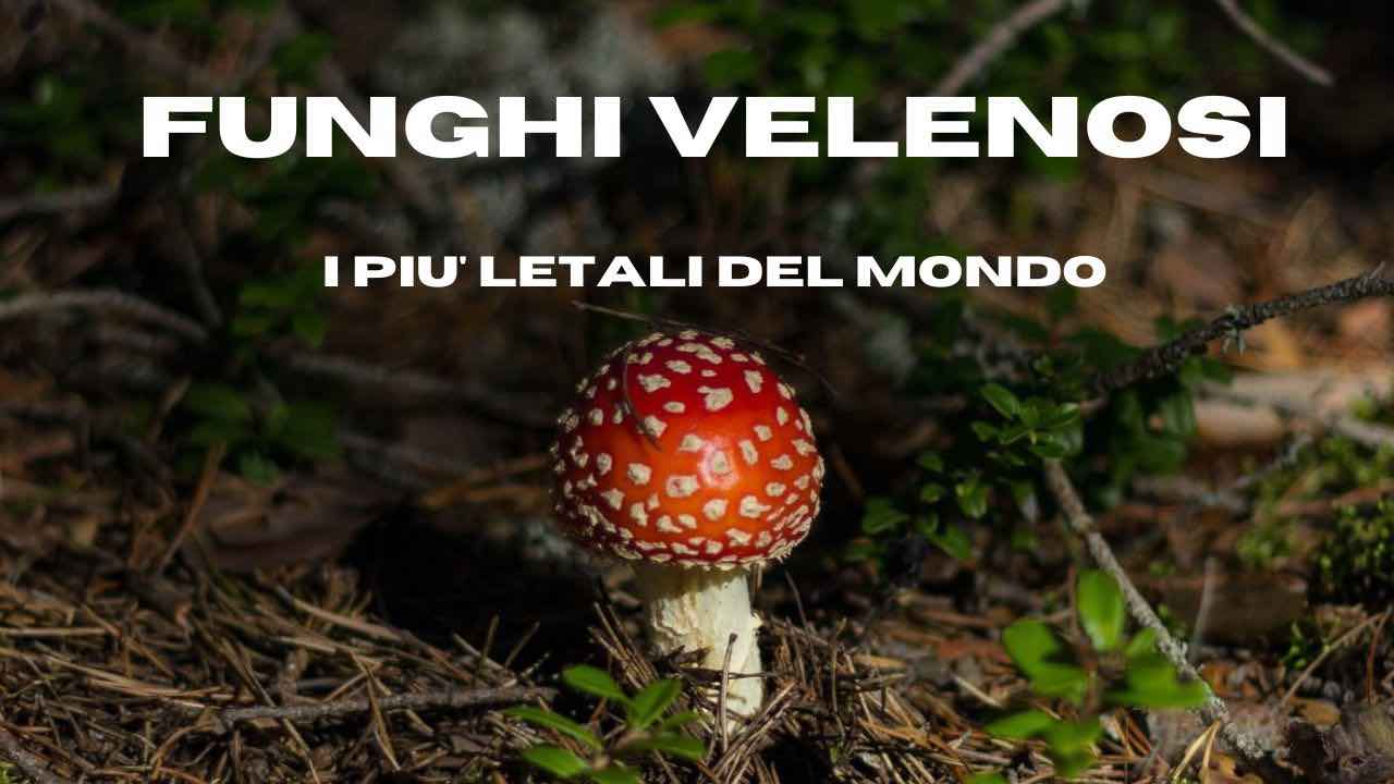 funghi velenosi mortali uomo