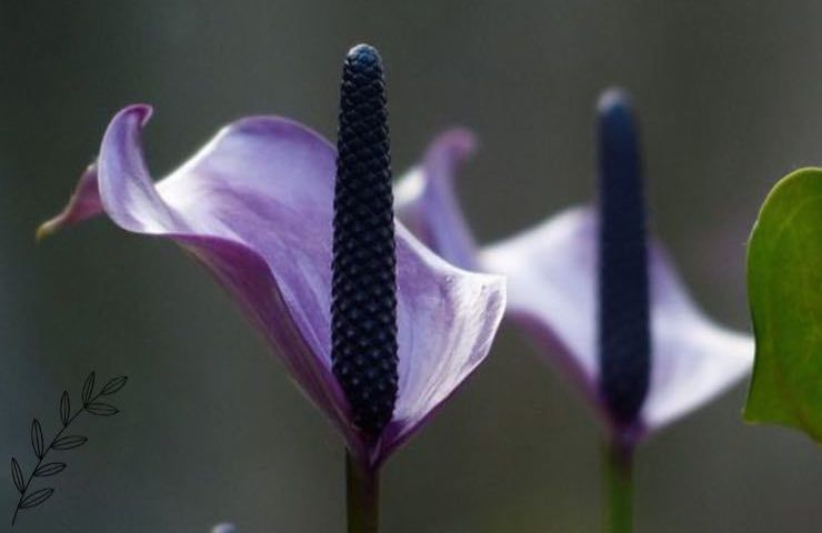 fiore giglio cura