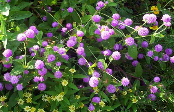 gomphrena globosa come coltivarla
